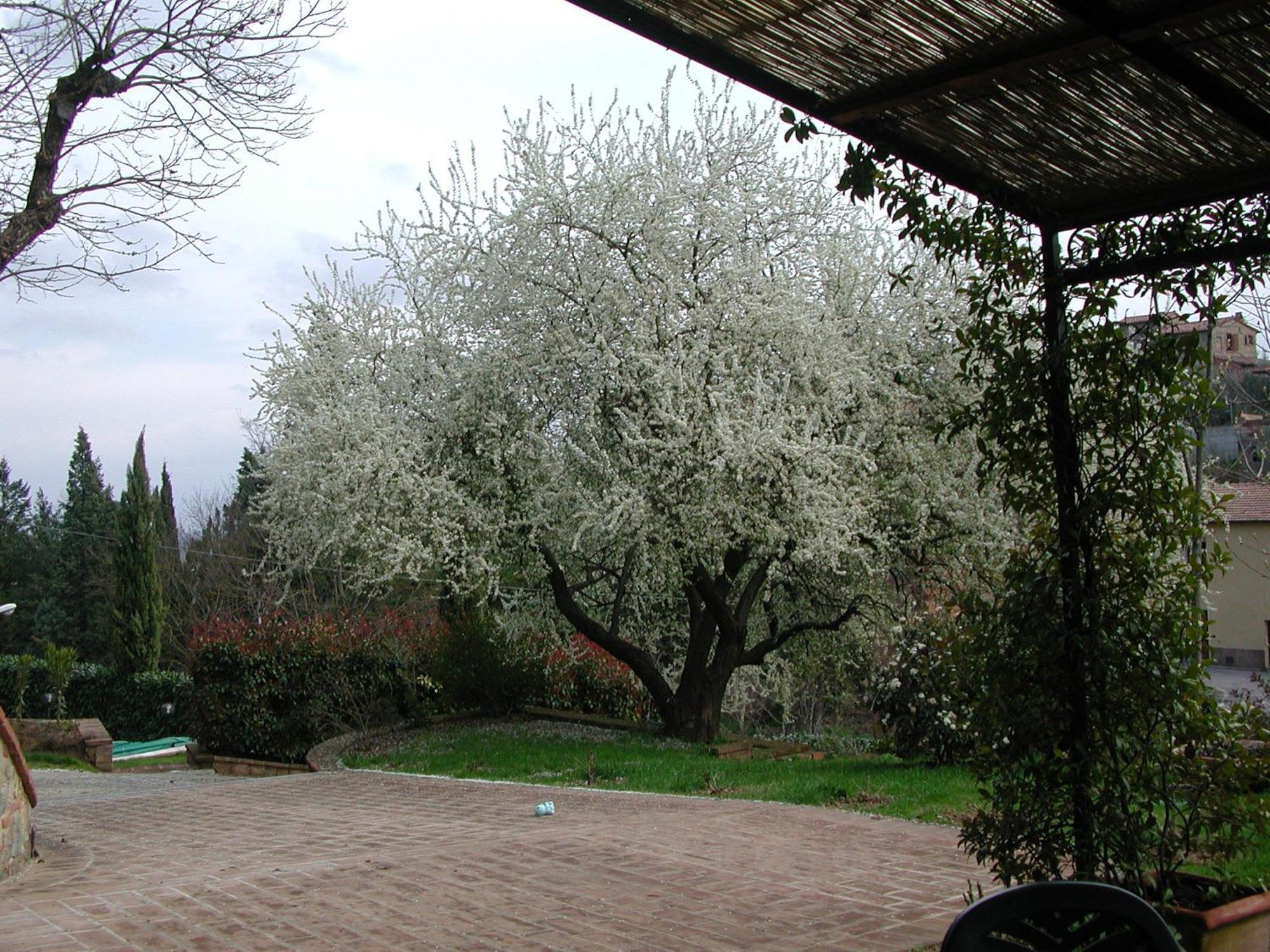 Fonte Del Castagno Sinalunga